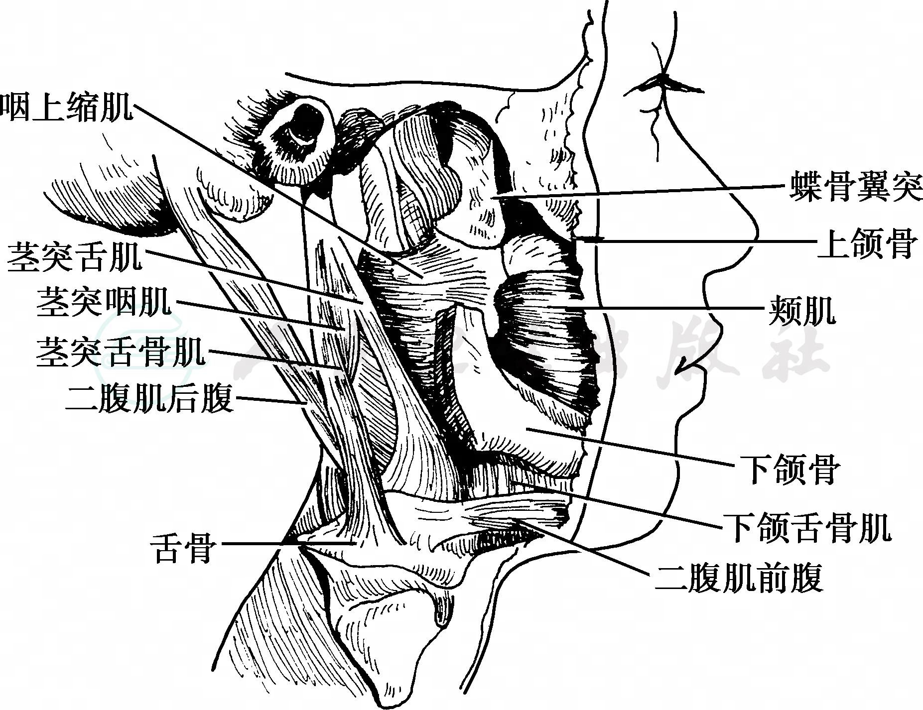 默认分类
