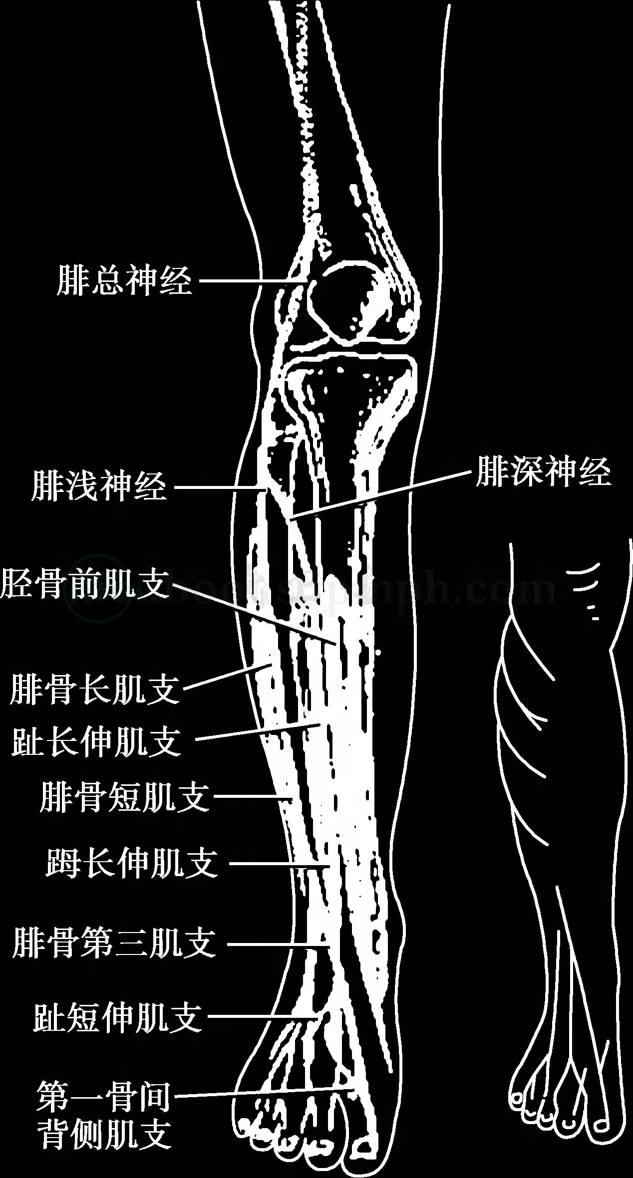 腓总神经神经走行图图片