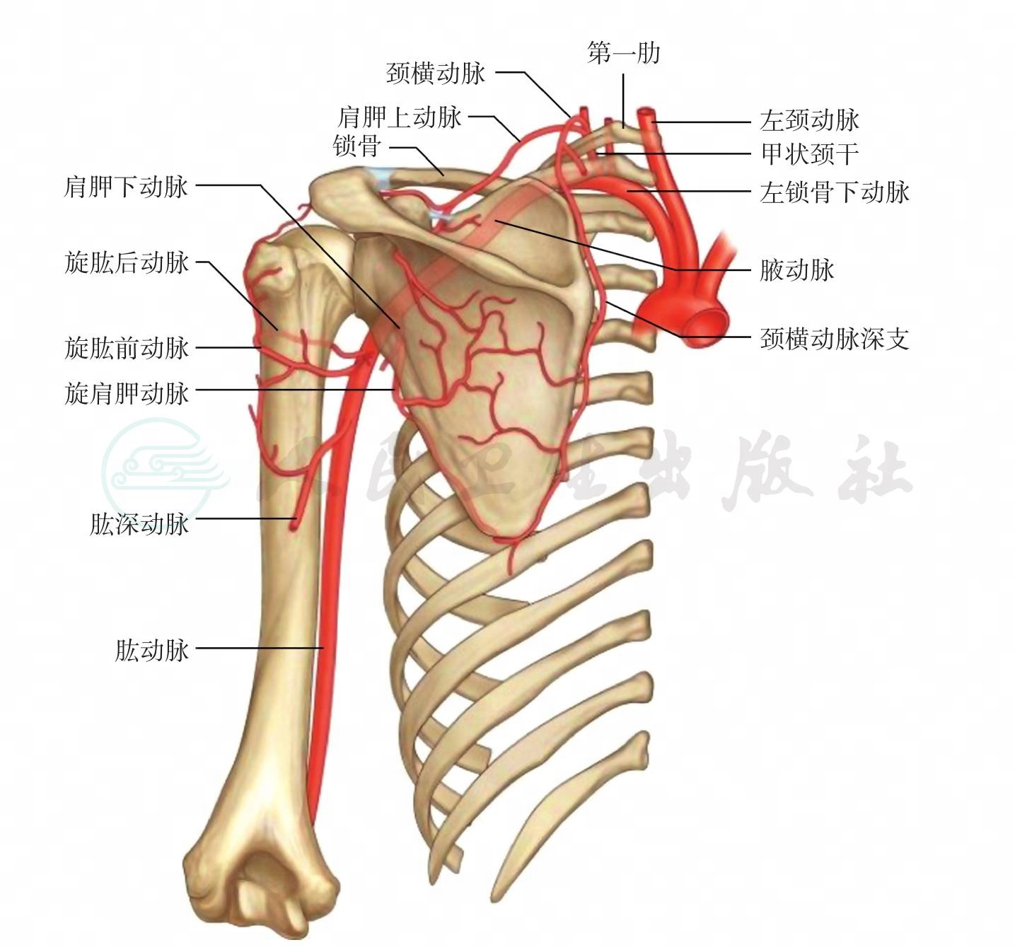 右肩冈上肌腱撕裂图片图片