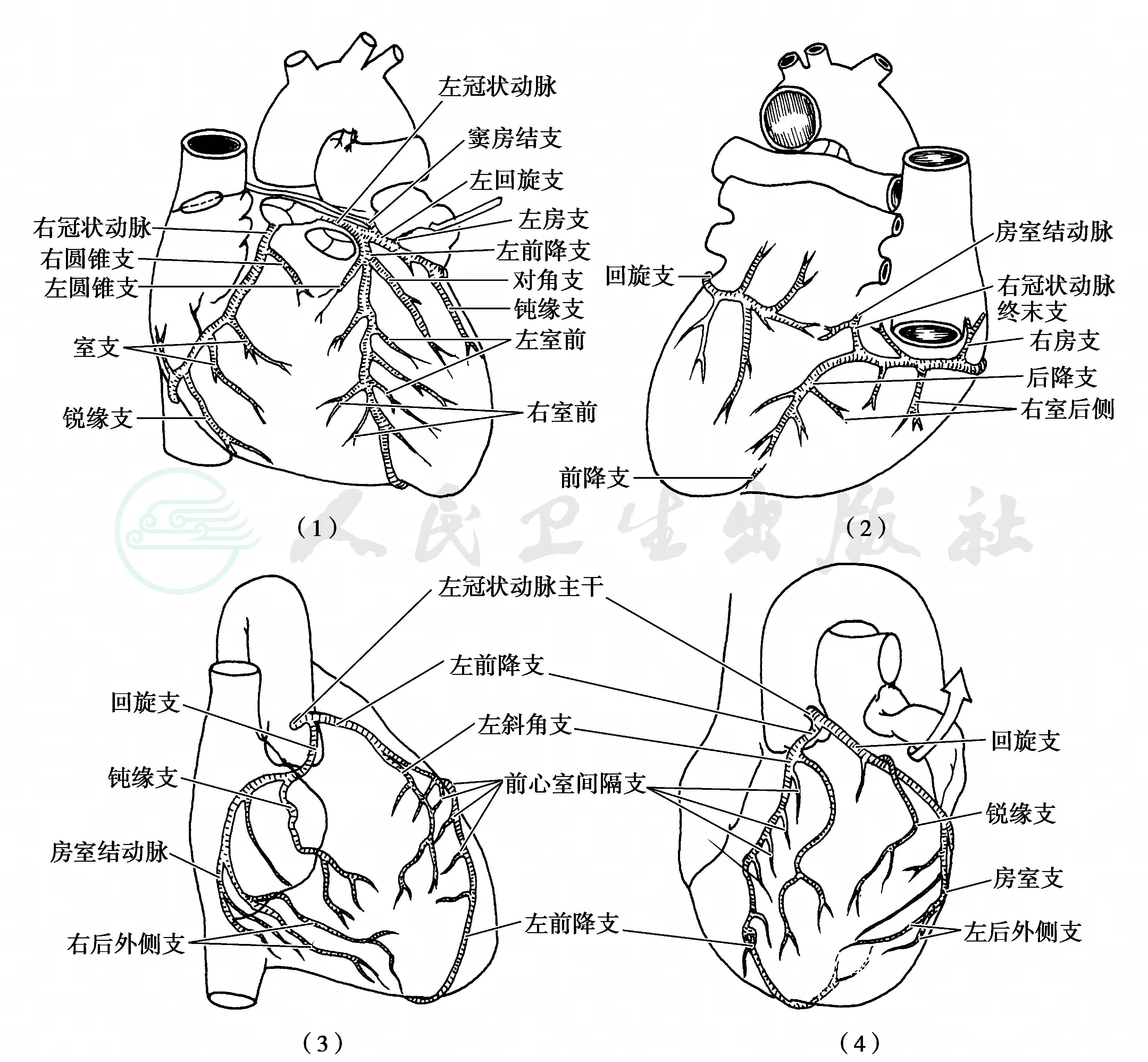 图169冠状动脉解剖图