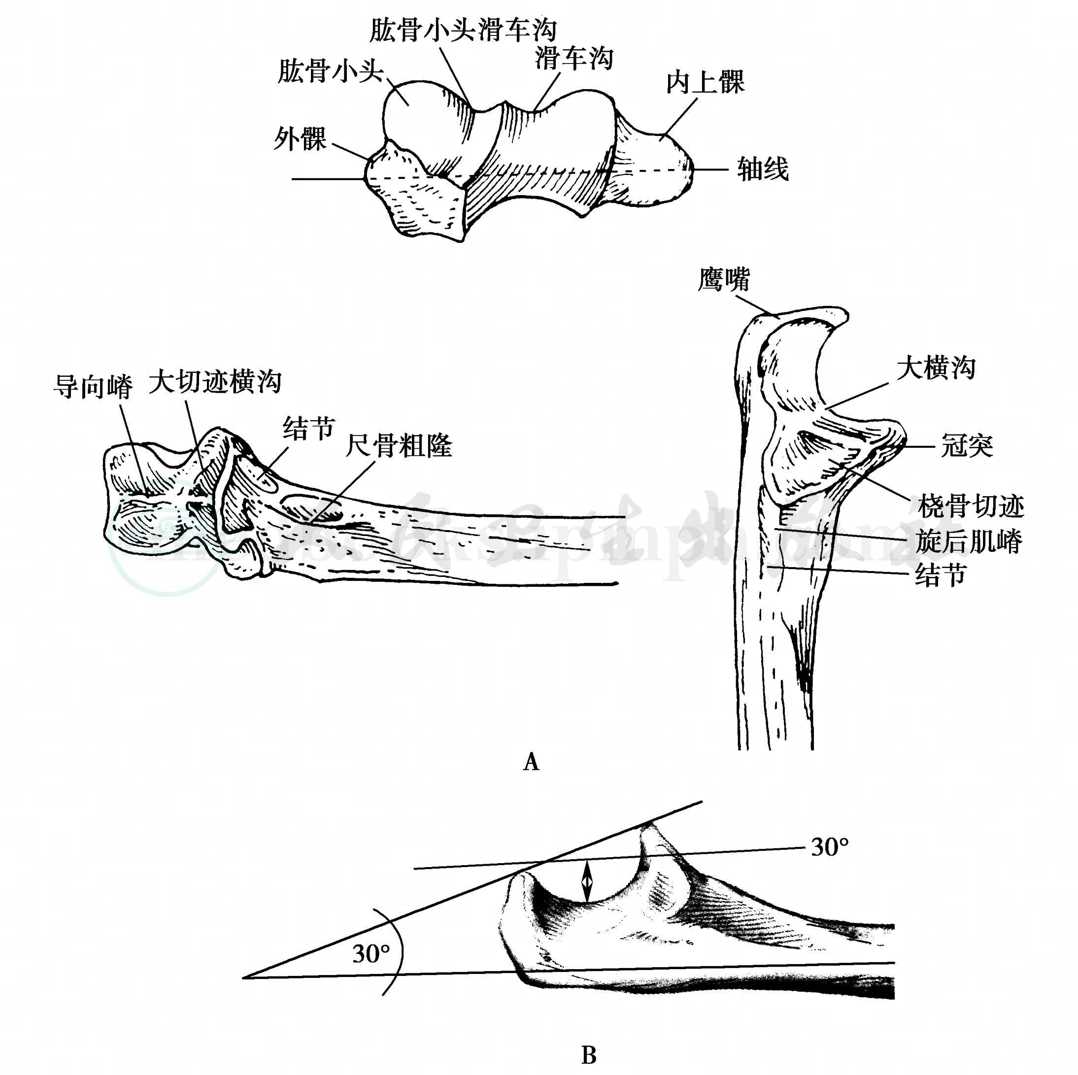 尺骨冠突解剖图片图片