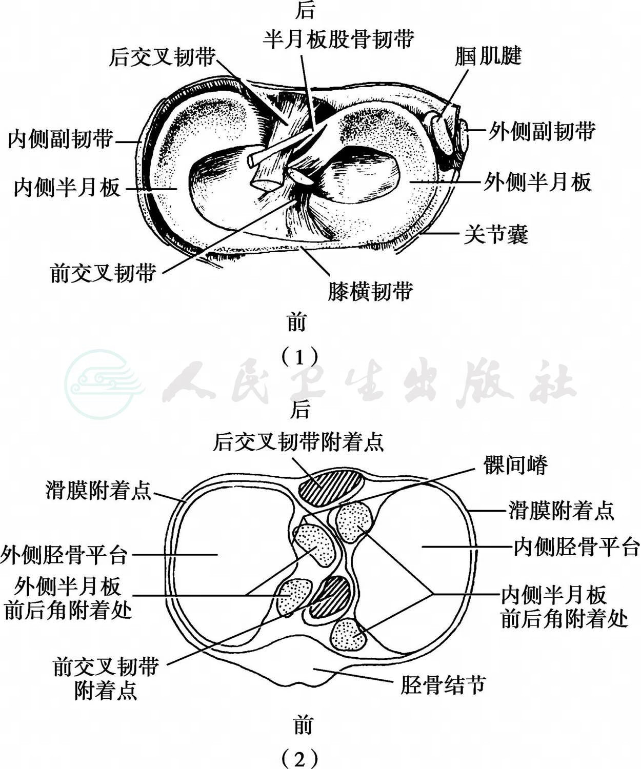 外缘与肌腱相连