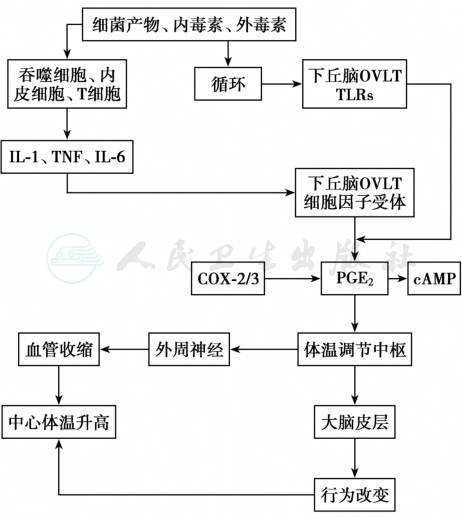 默认分类