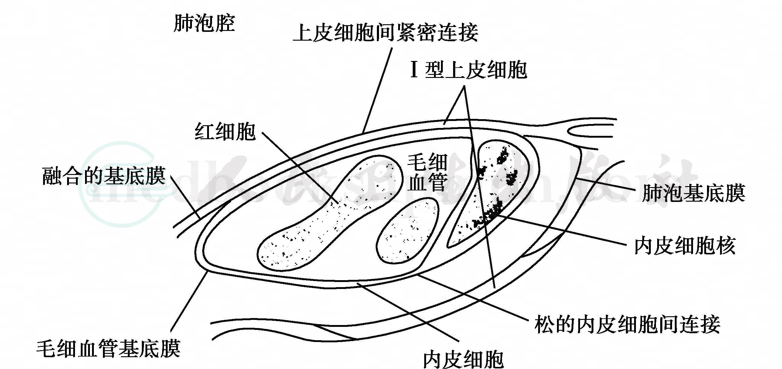 肺水肿细胞图图片