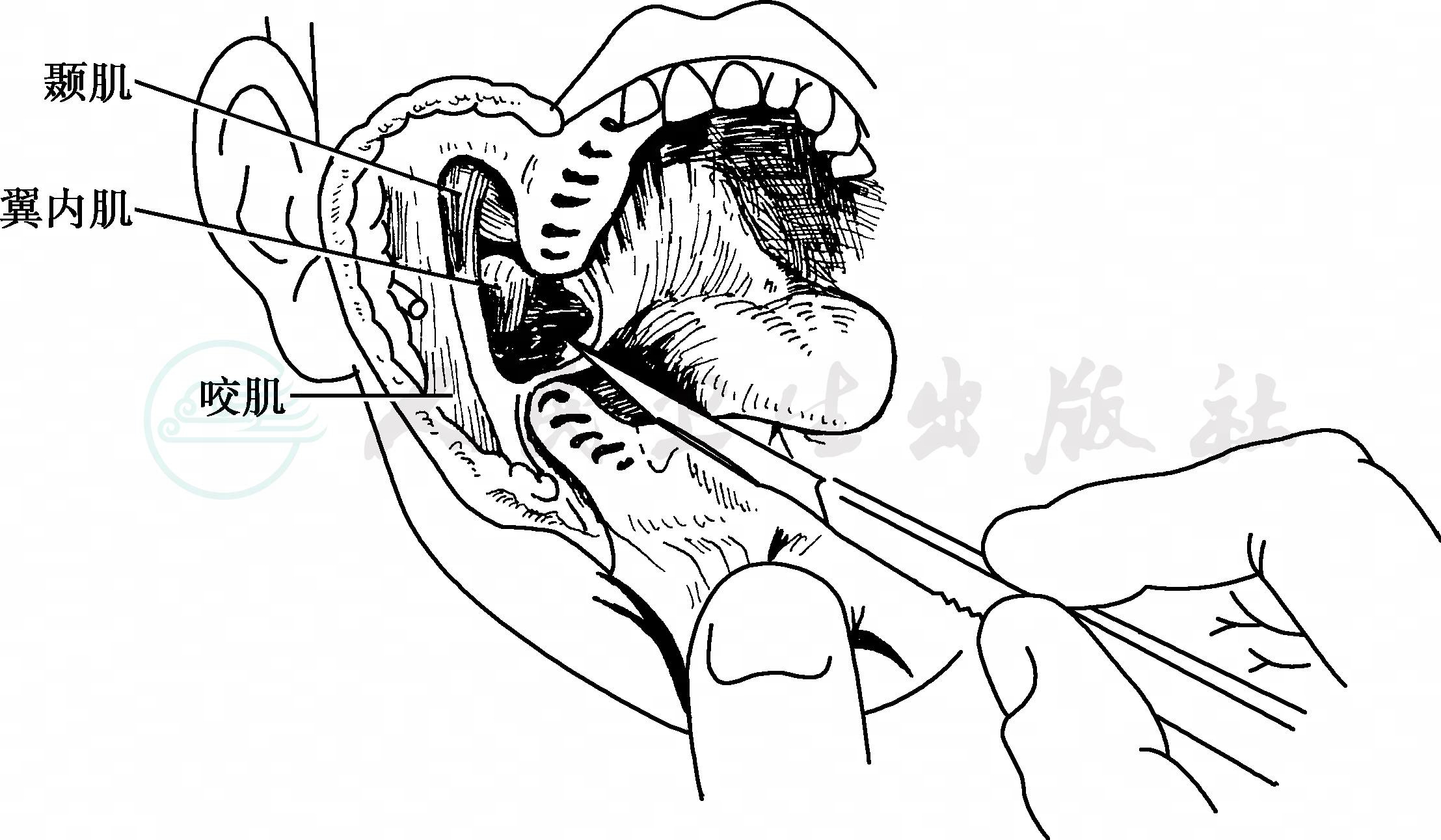 默认分类
